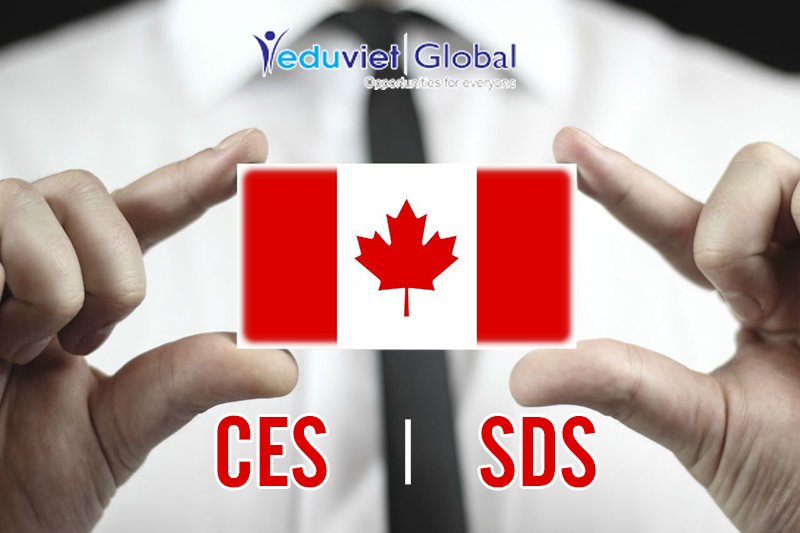 Chương trình CES hay SDS – Tương lai mới nào cho Du học Canada?