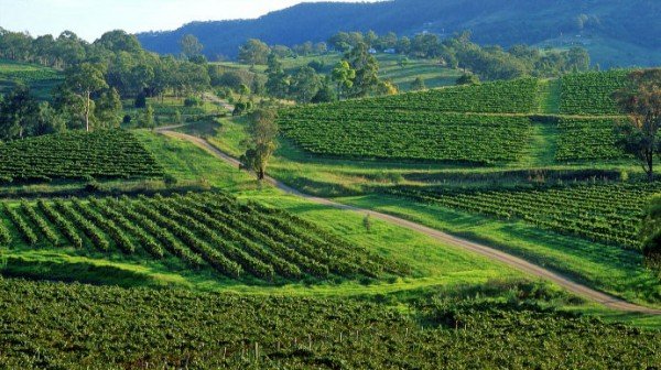 Thung lũng Barossa – nơi trồng nho lớn nhất nước Úc